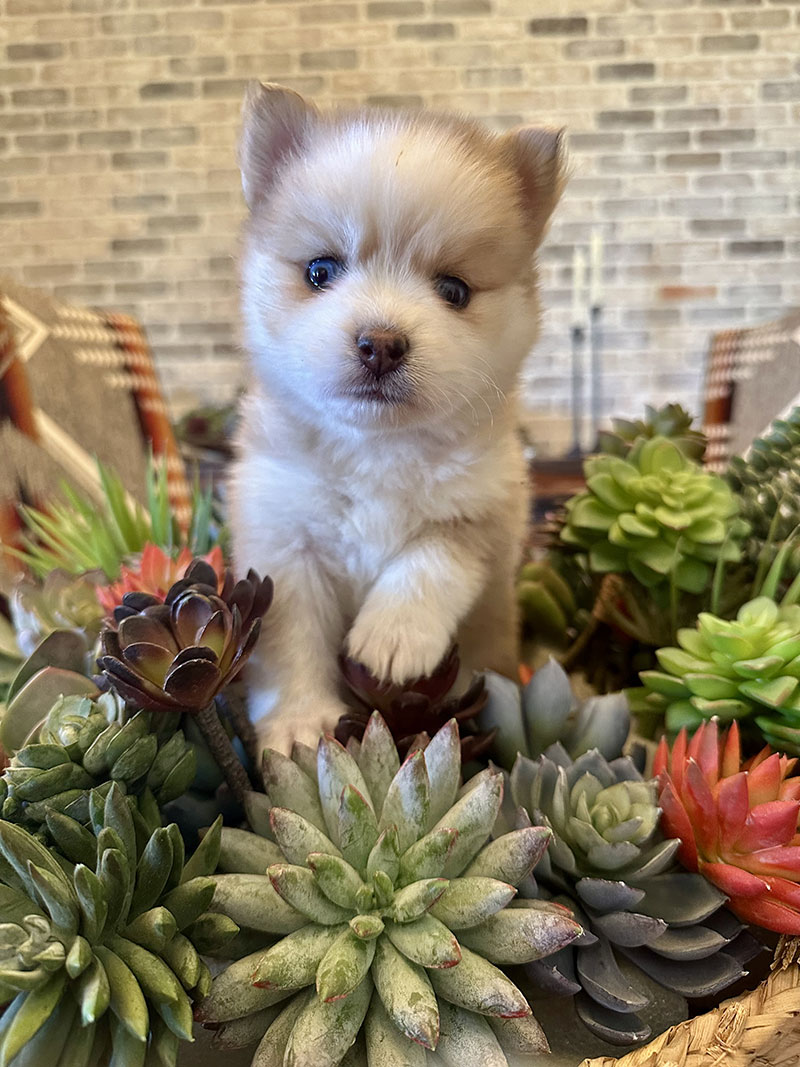 Aspen