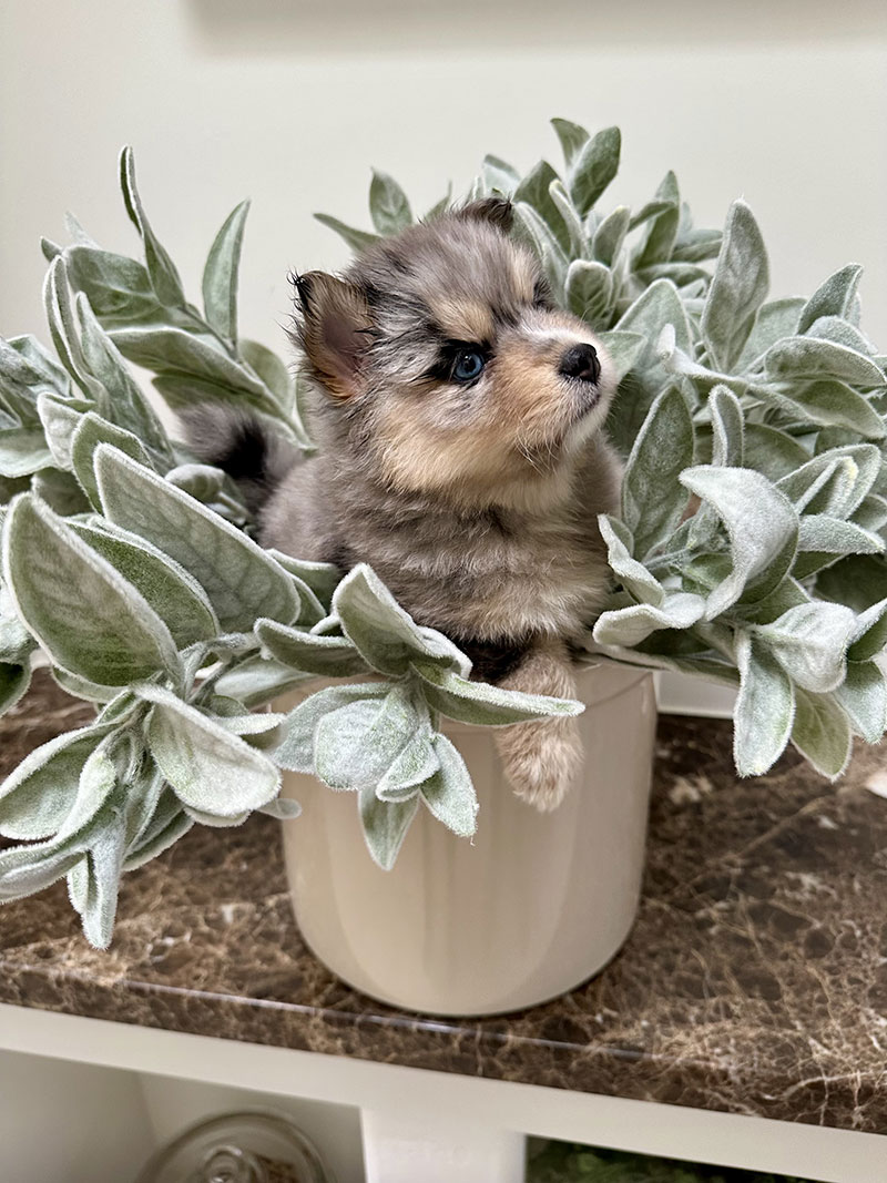 Sage
